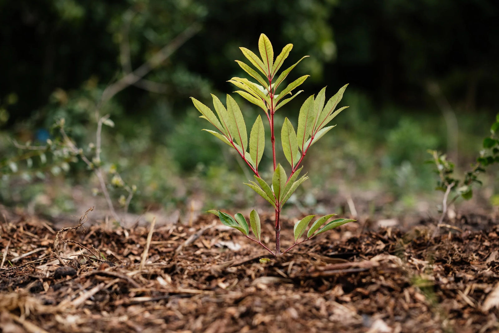 Chilled Squirrel Planting Site